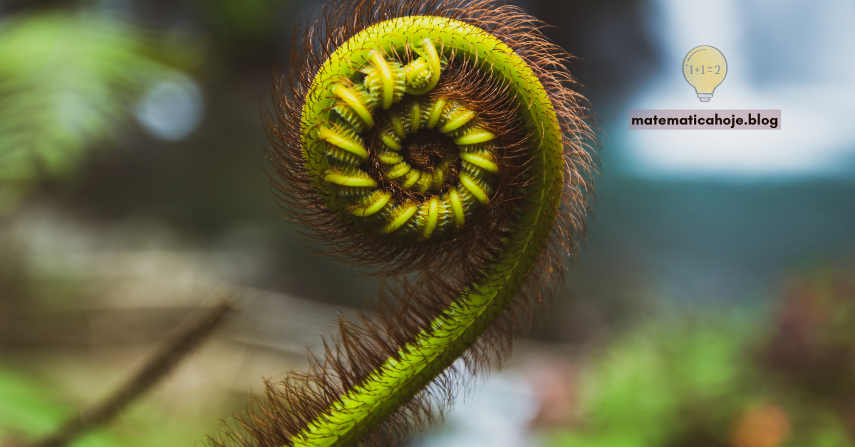 Espirais de girassol e gráficos de crescimento lembrando Fibonacci